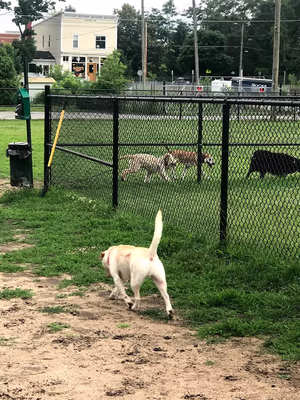 Saddlebrooke Dog Park photo 2